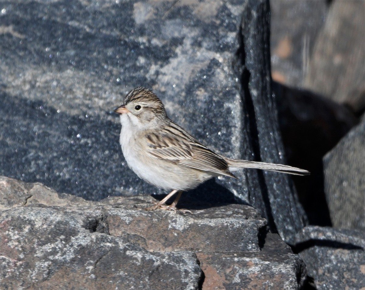 Brewer's Sparrow - ML573811701