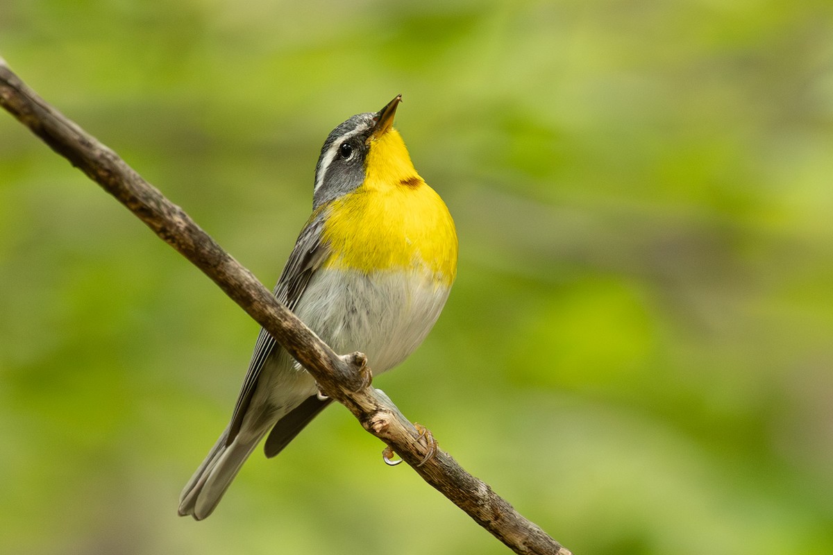 Crescent-chested Warbler - Sandra Peterson