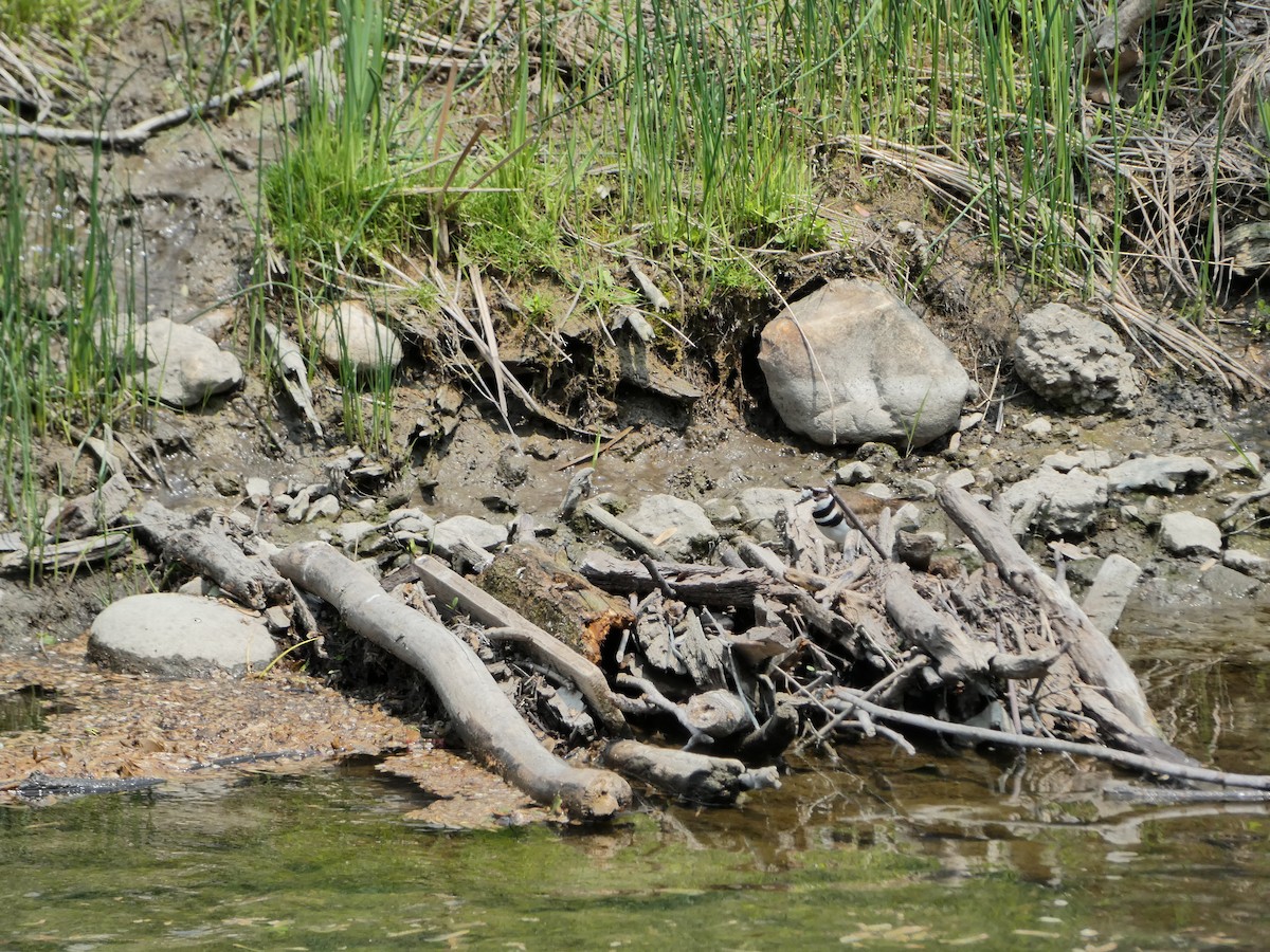 Killdeer - ML573812821