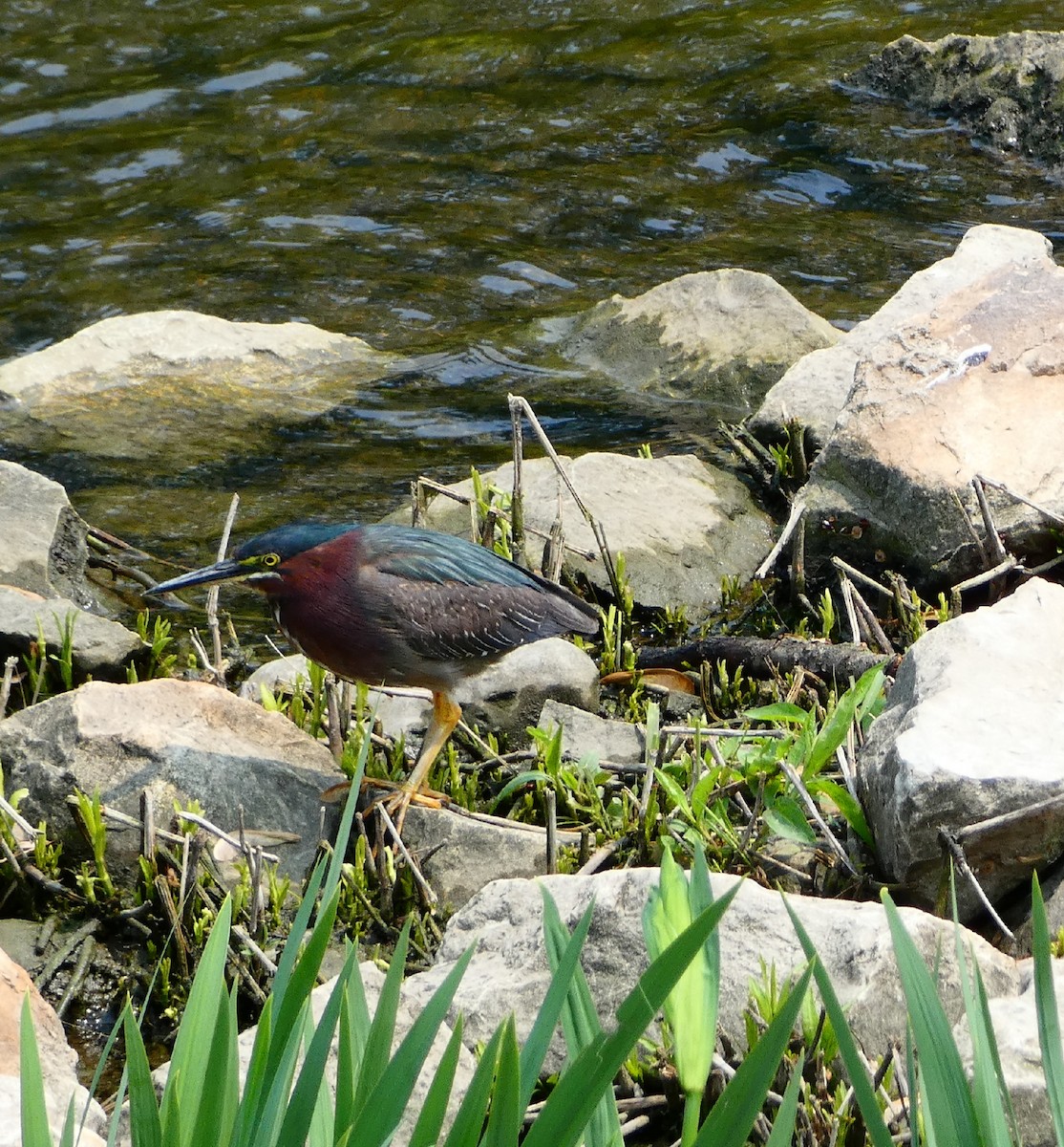 Green Heron - ML573812861