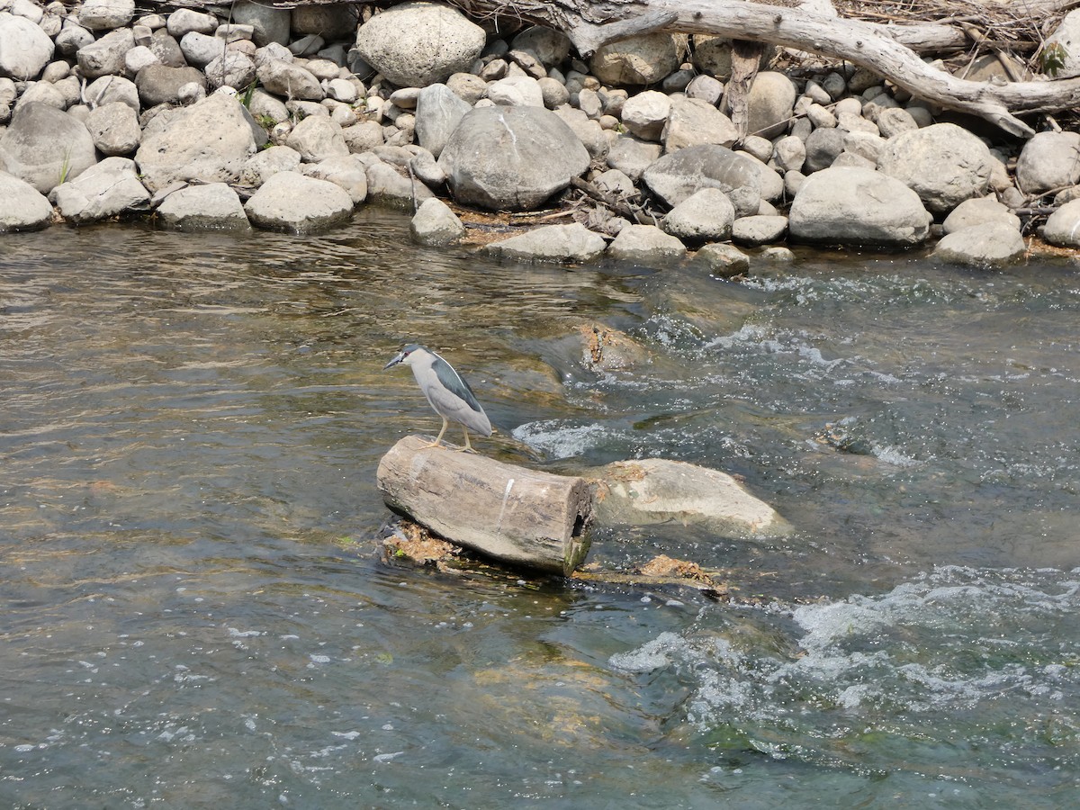 Black-crowned Night Heron - ML573812951
