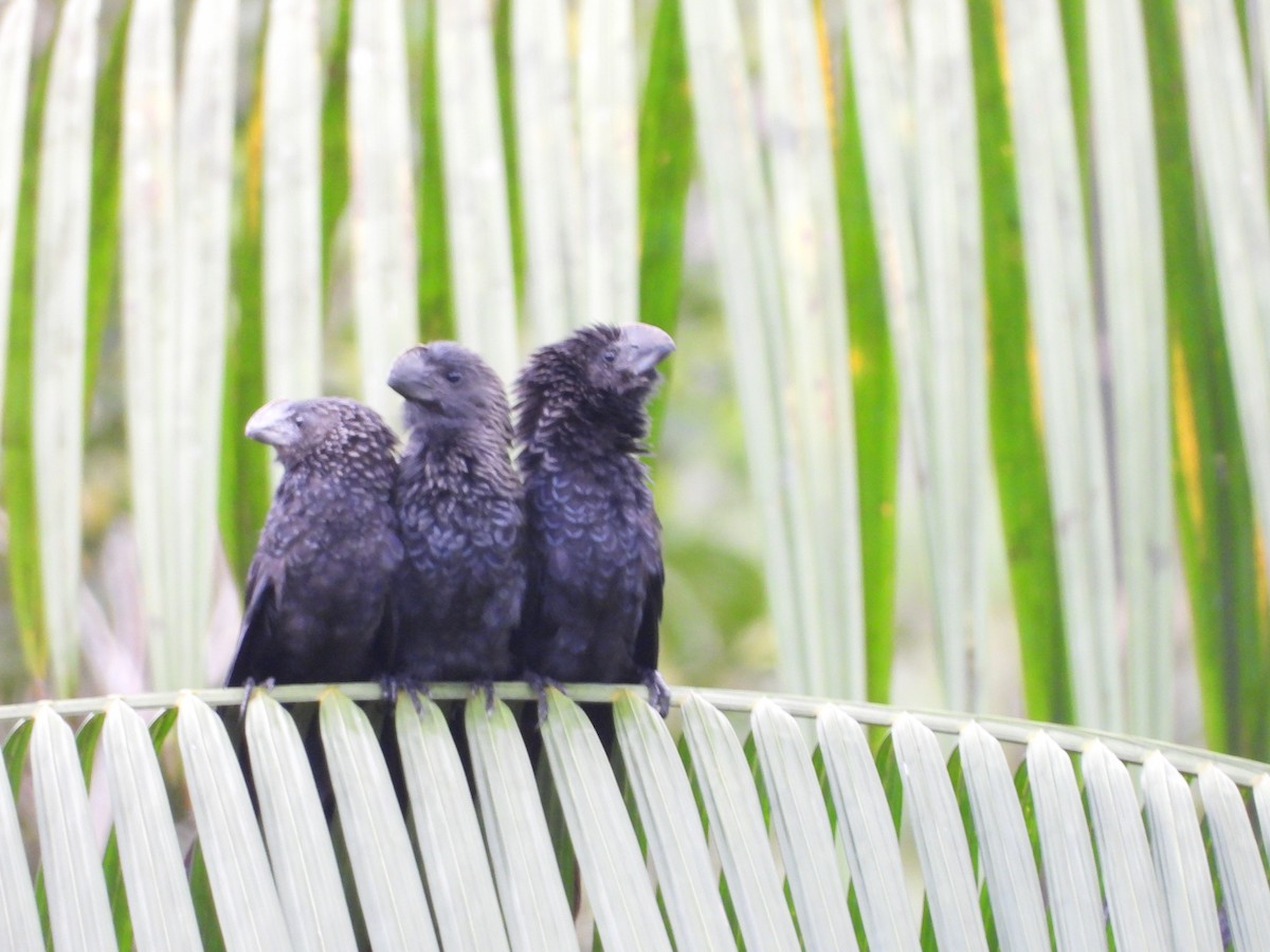 Smooth-billed Ani - ML573812981