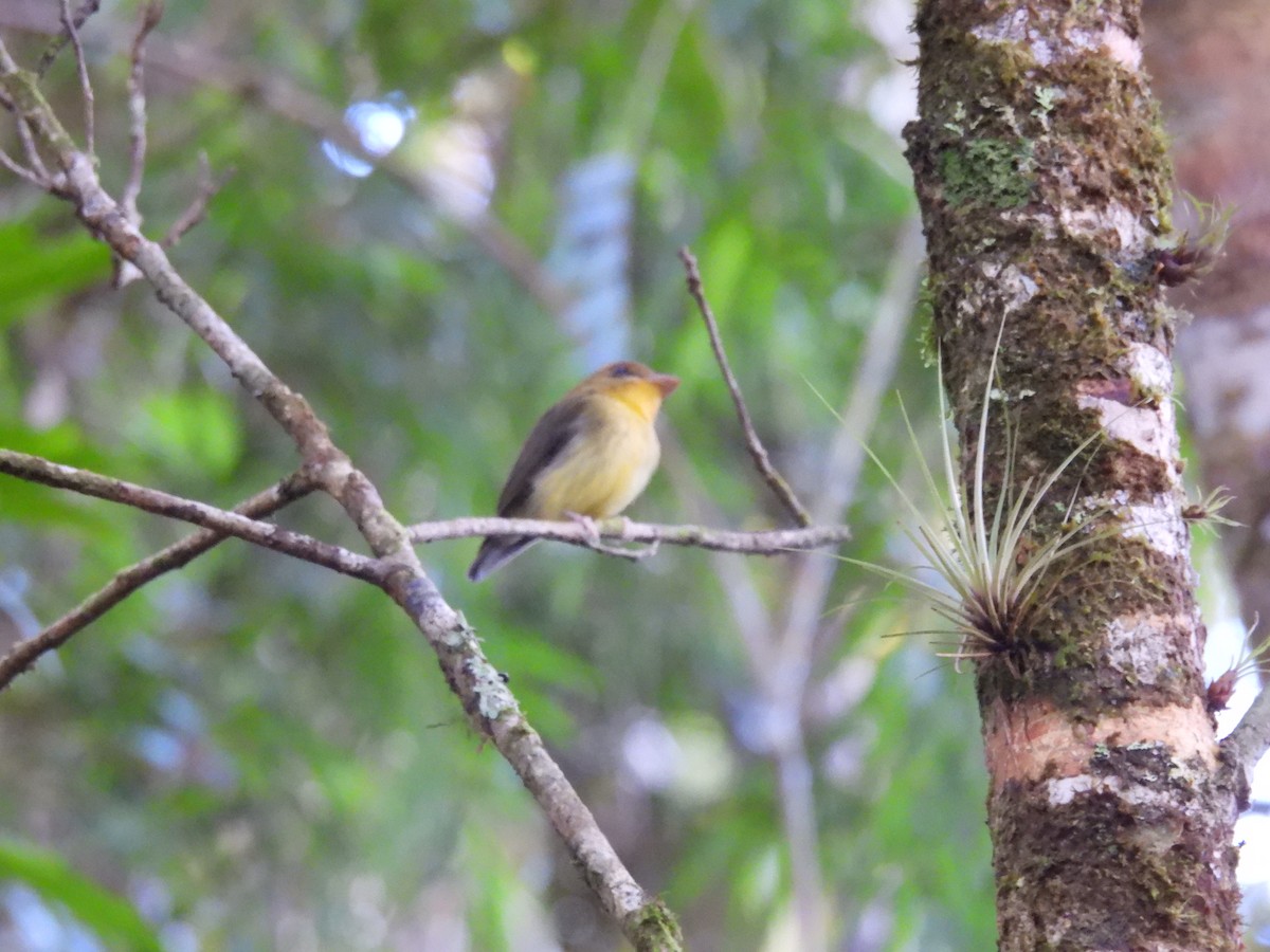 Yellow-throated Spadebill - ML573814001