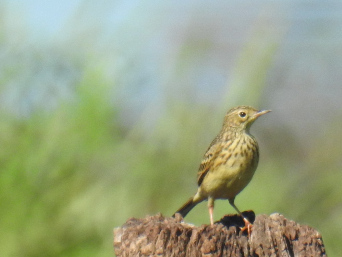 Yellowish Pipit - ML573814271