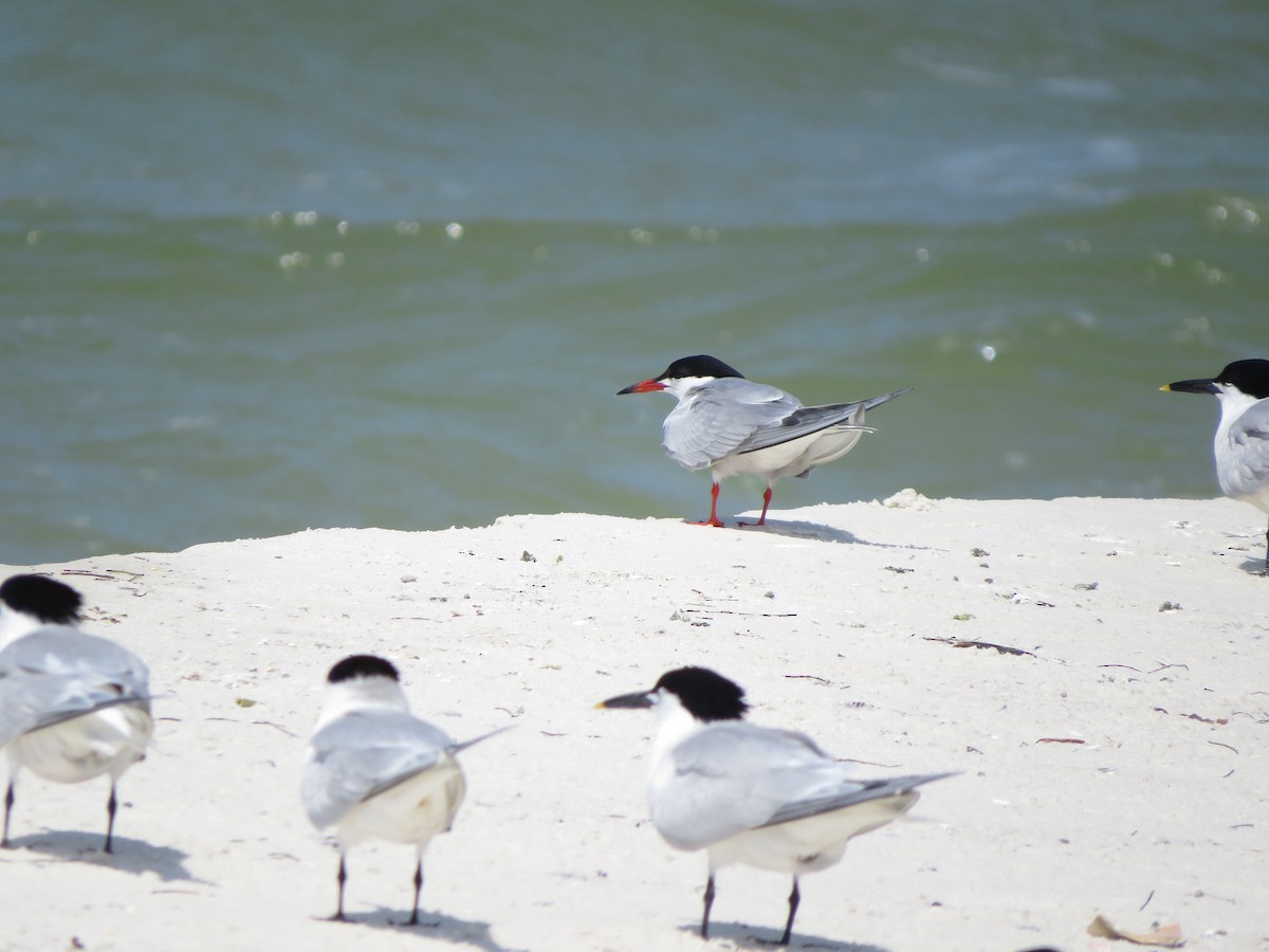 Common Tern - ML573817601