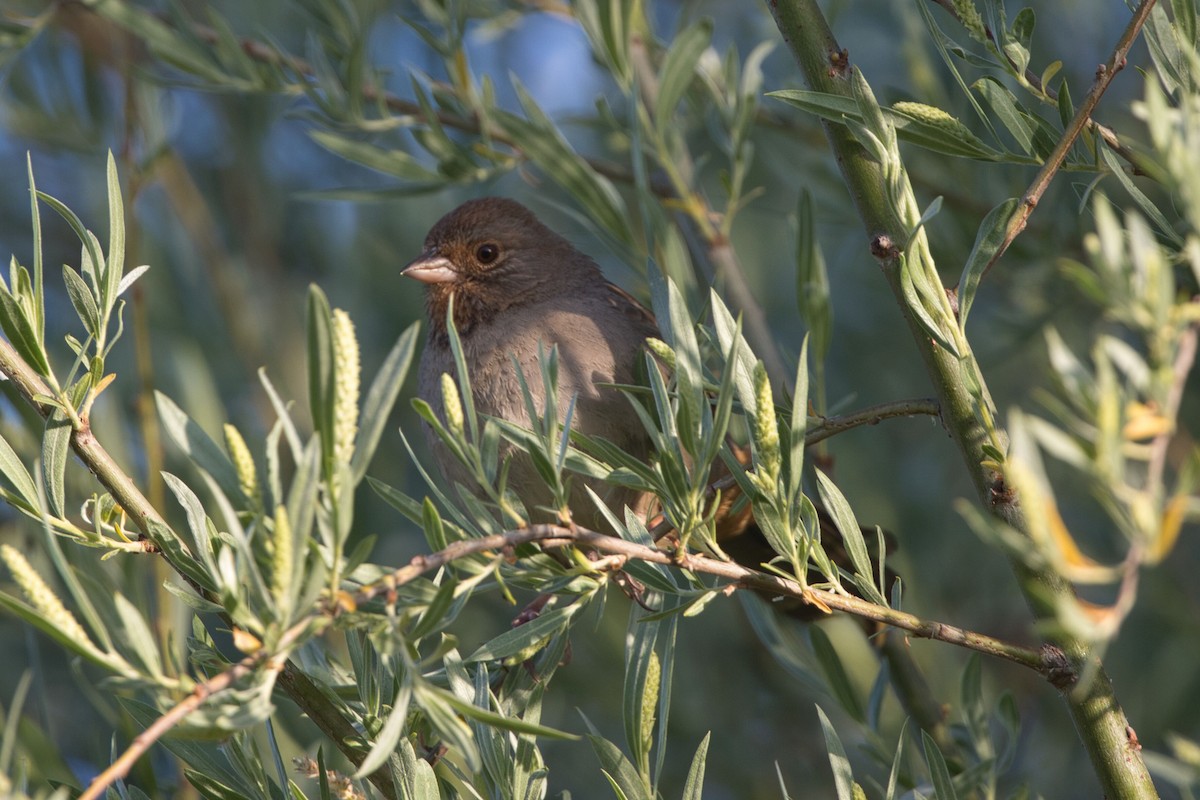 California Towhee - ML573818901