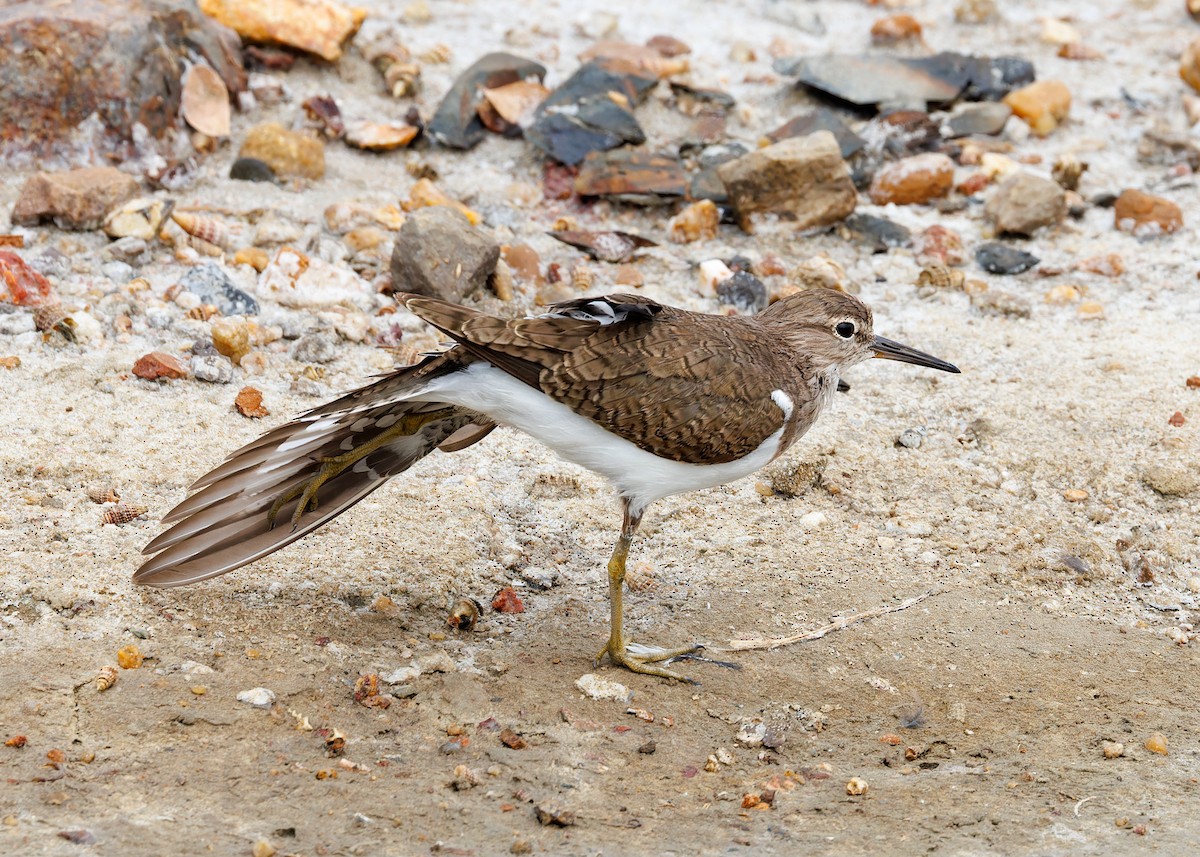 Common Sandpiper - ML573819851