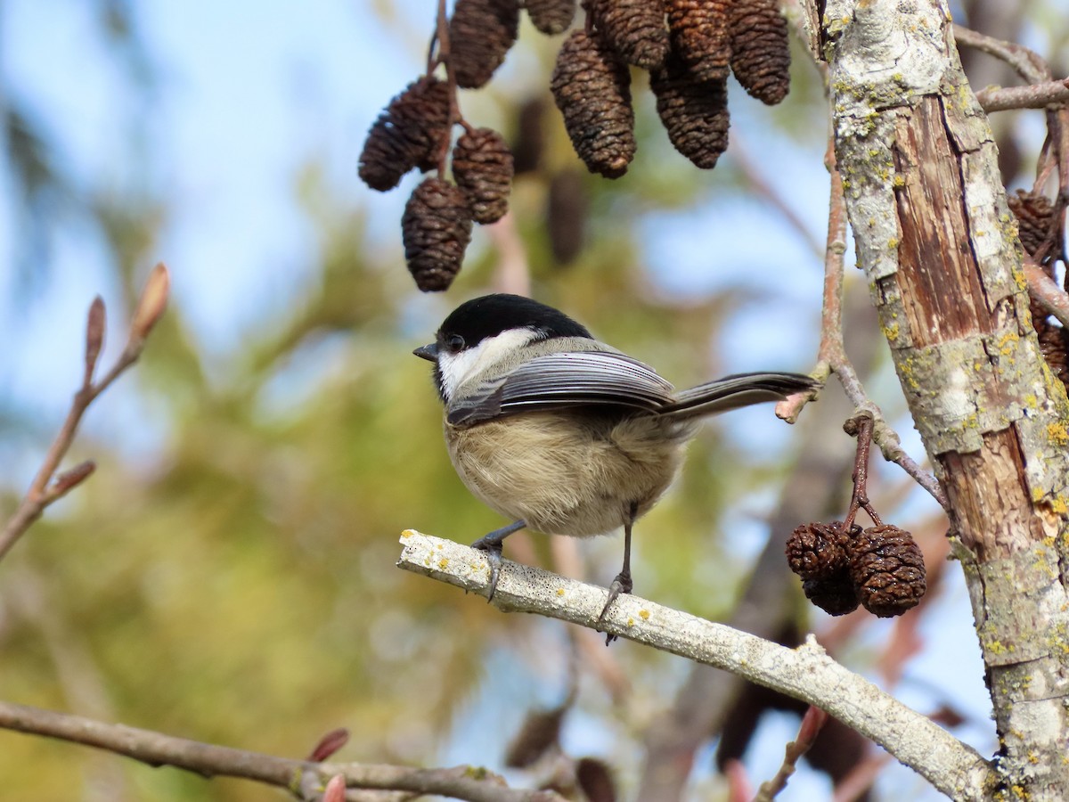 Black-capped Chickadee - Joseph Blowers