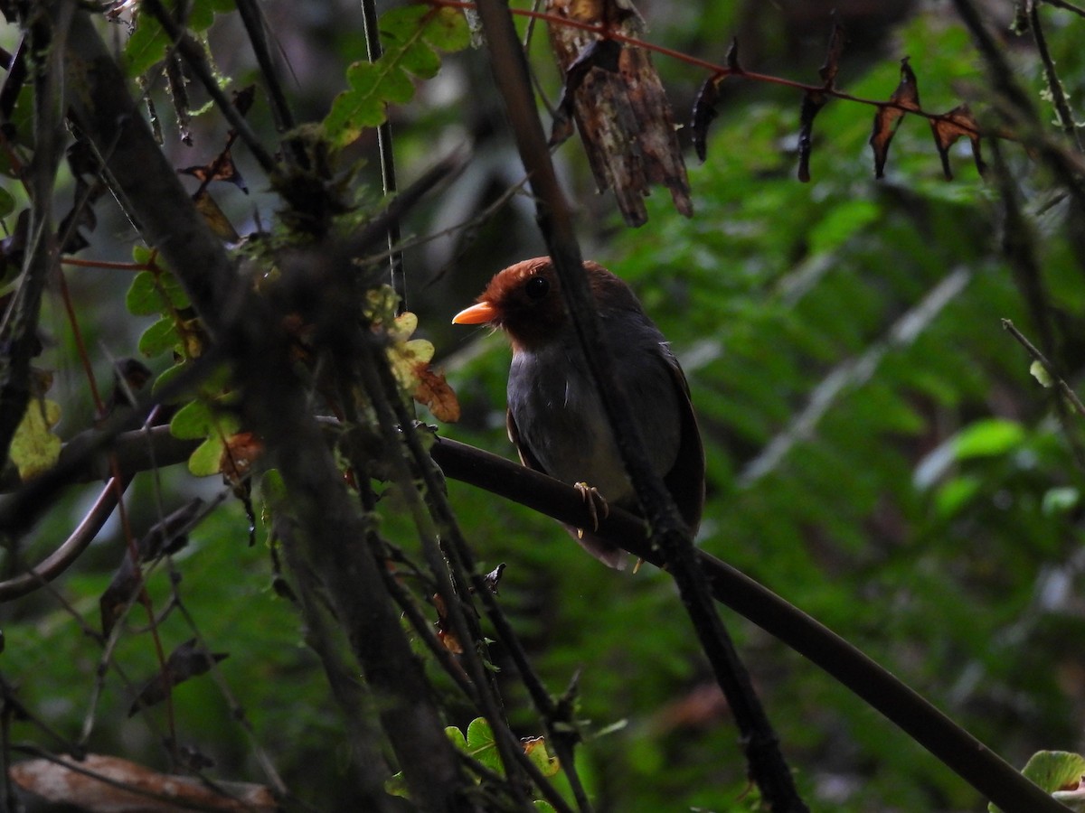 Hooded Antpitta - ML573820701