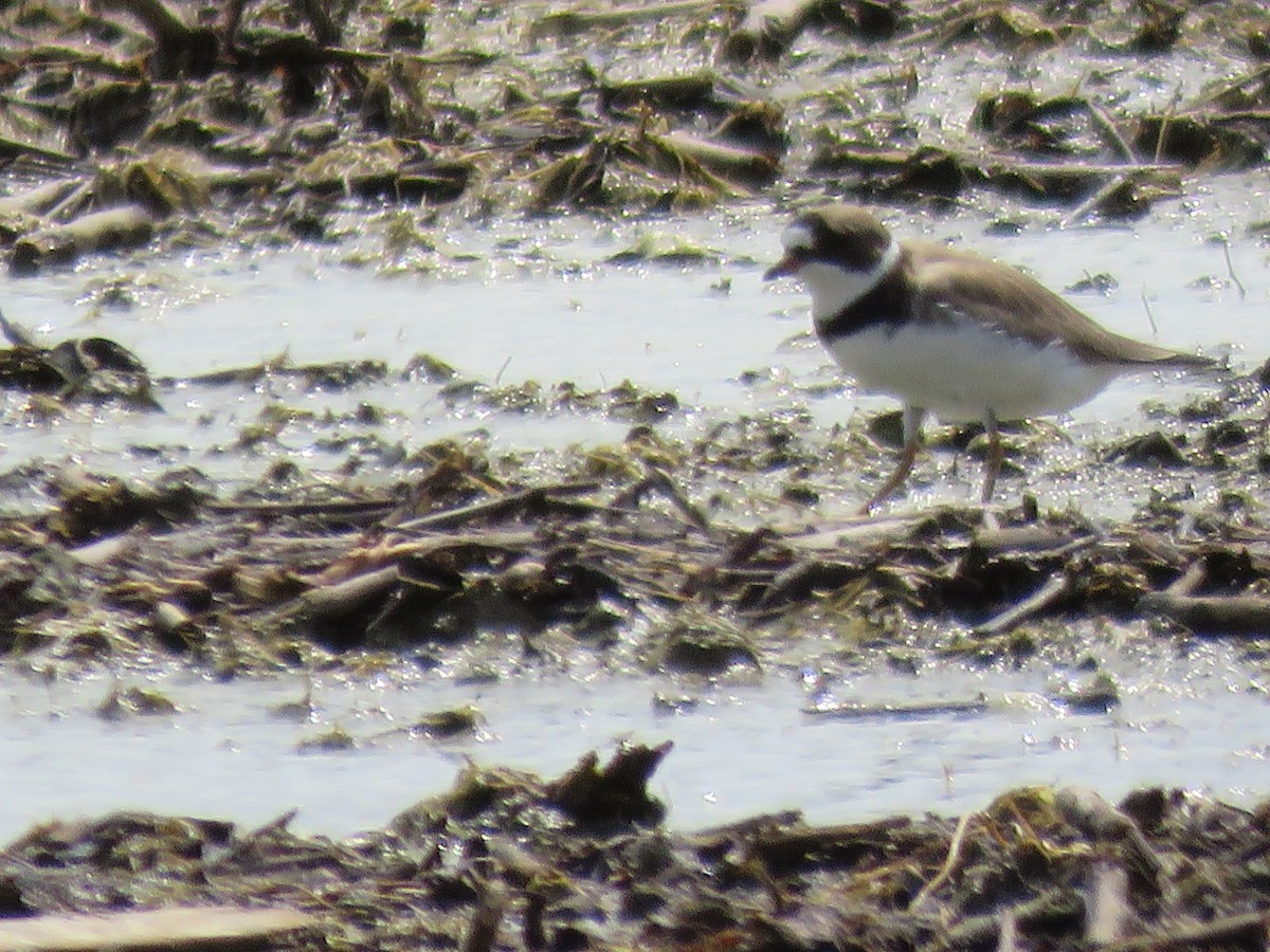 Semipalmated Plover - ML573822481