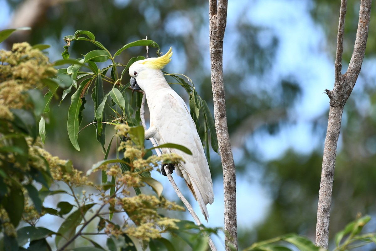 Sulphur-crested Cockatoo - Russell Waugh