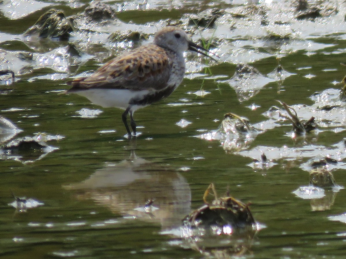 Dunlin - ML573822711