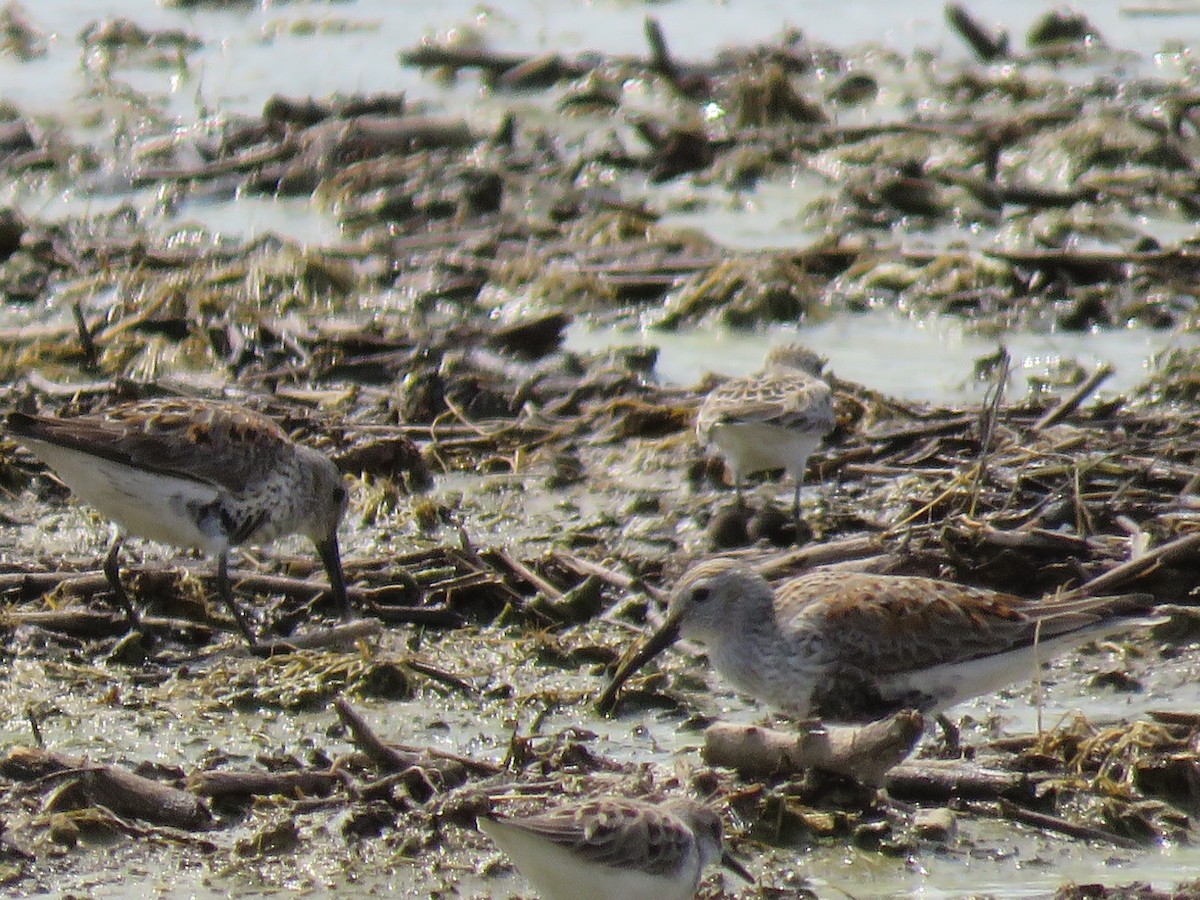 Dunlin - ML573822861
