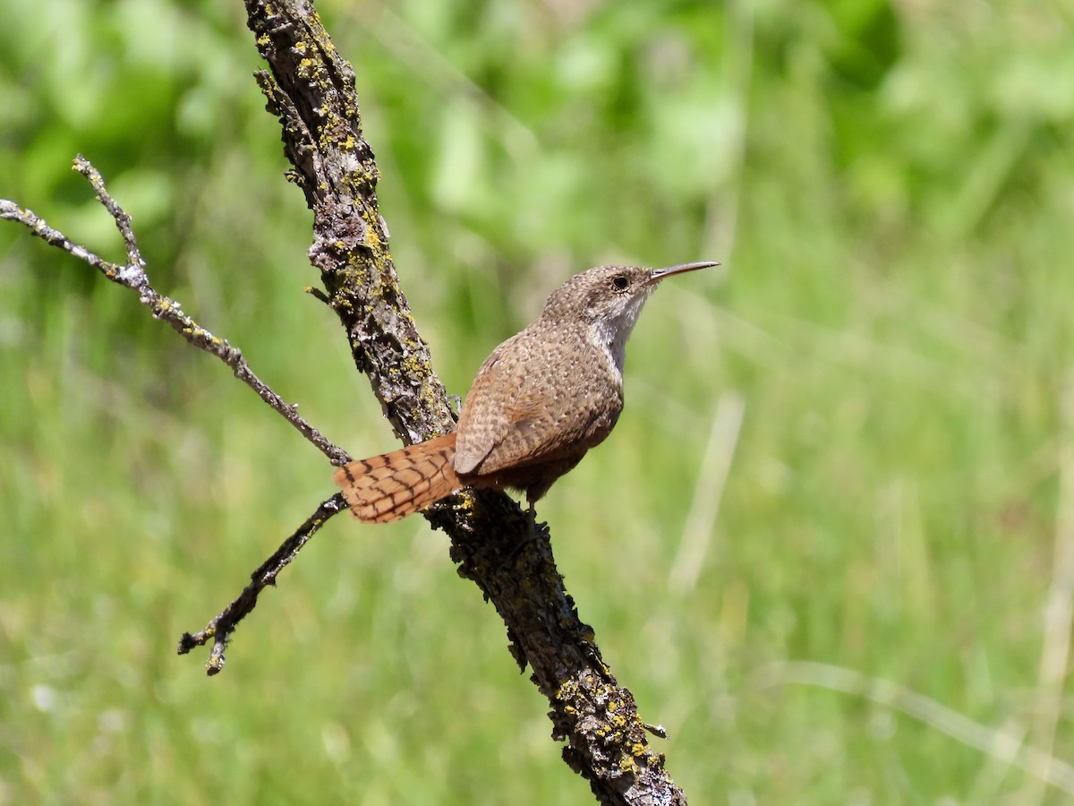 Canyon Wren - ML573822881