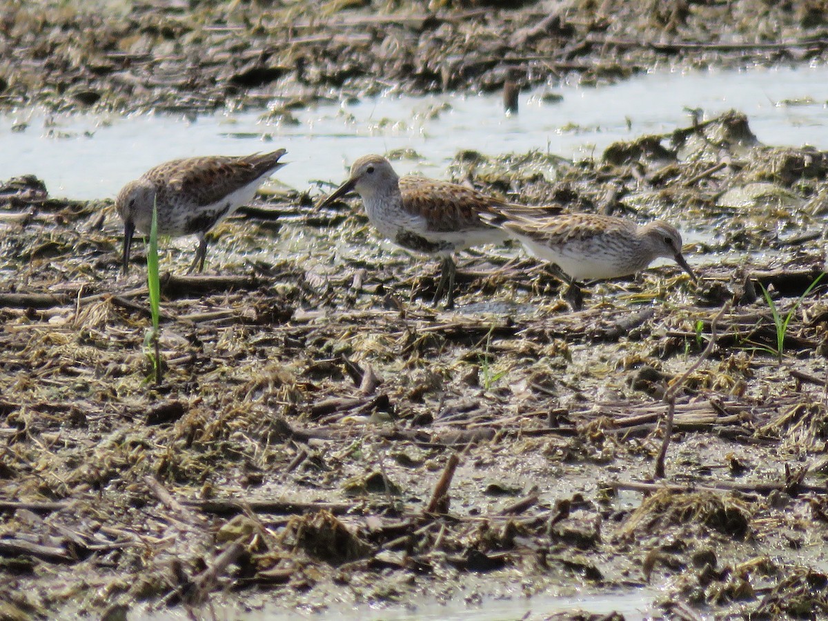 Dunlin - ML573822991