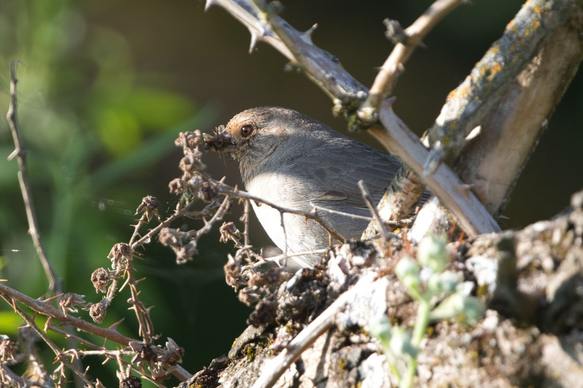 California Towhee - ML573823041