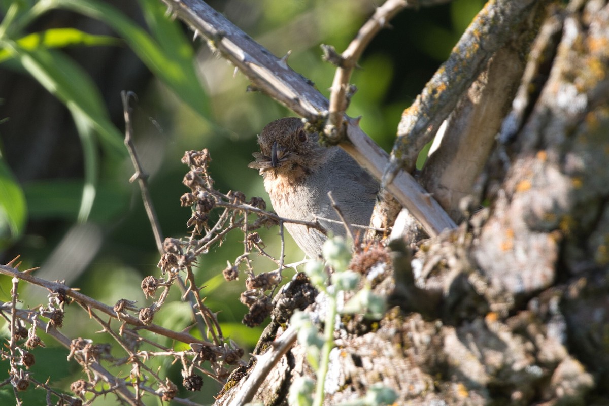 California Towhee - ML573823051