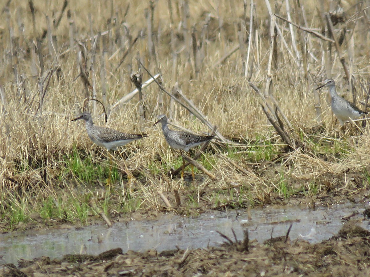 Lesser Yellowlegs - ML573823141