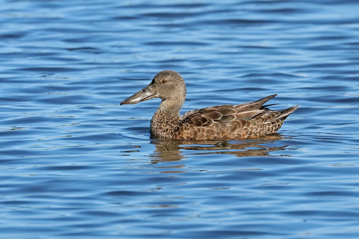 Australasian Shoveler - ML573823301