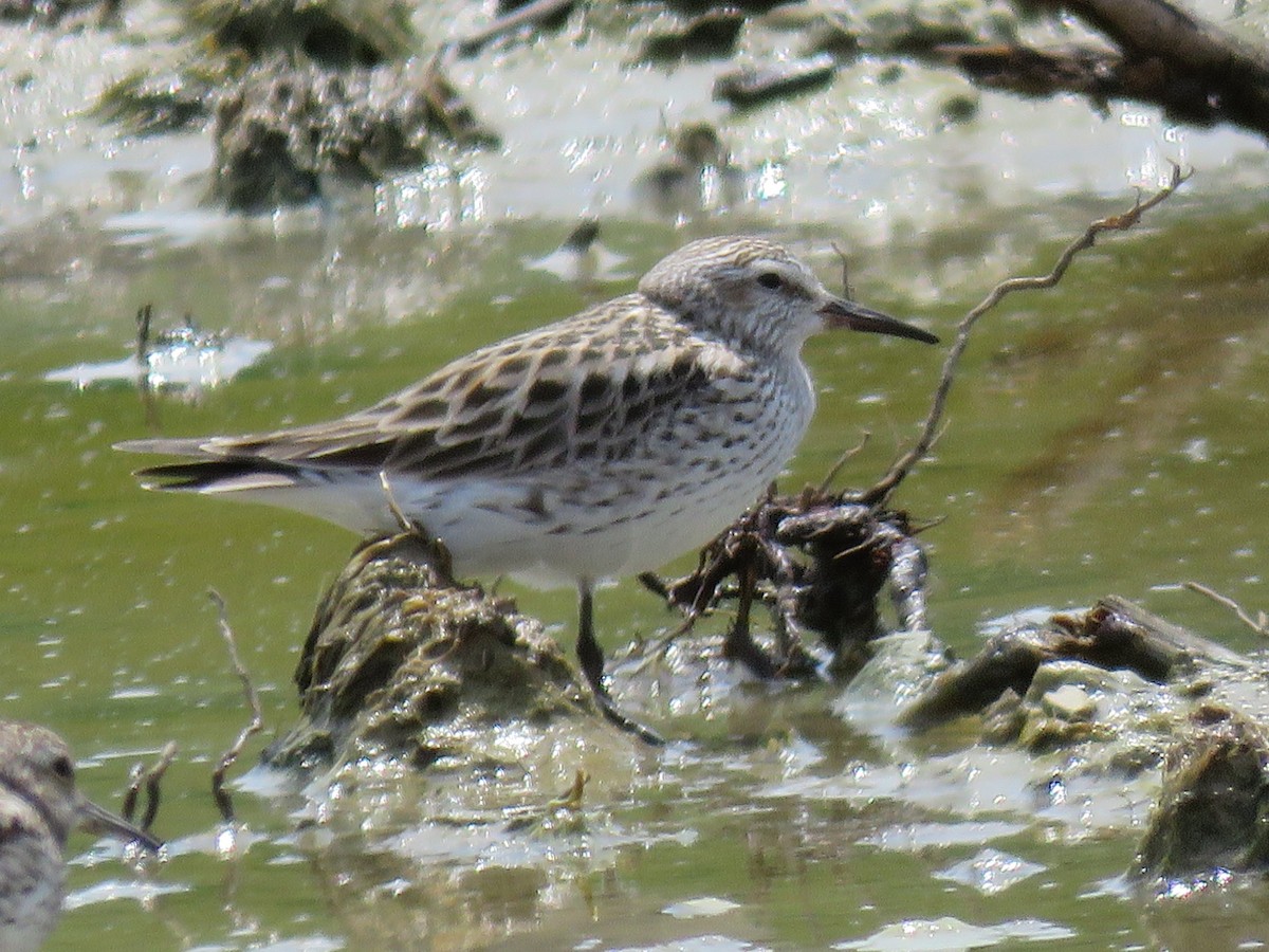 White-rumped Sandpiper - ML573823341