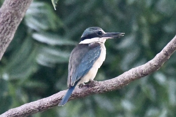 Sacred Kingfisher - Russell Waugh