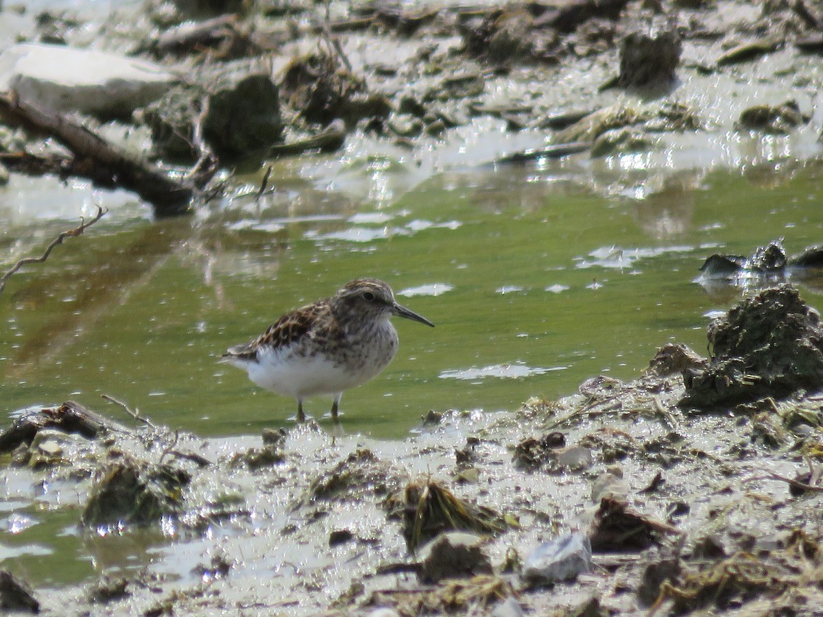 Least Sandpiper - ML573823641
