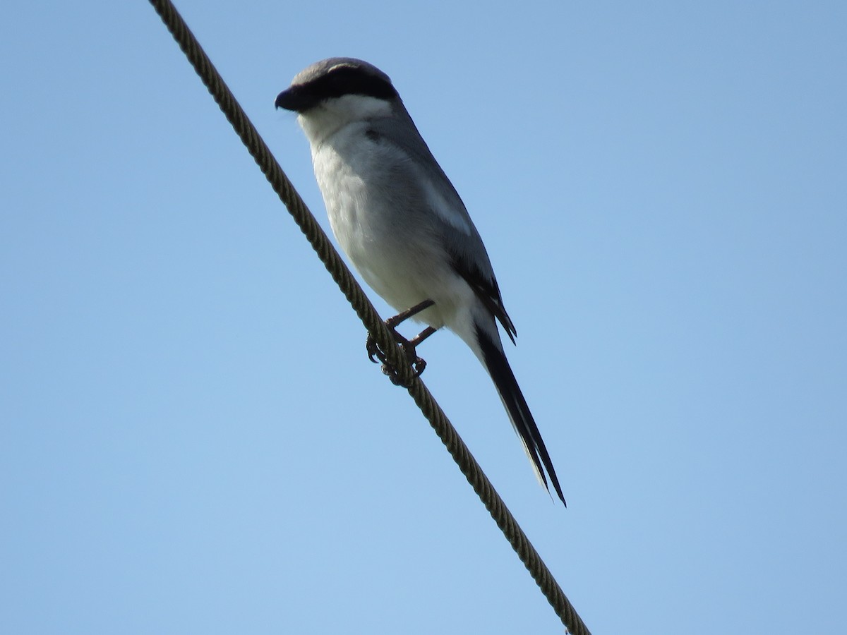 Loggerhead Shrike - ML573823941
