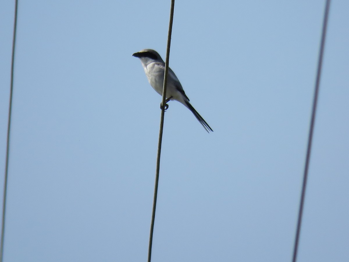 Loggerhead Shrike - ML573823951