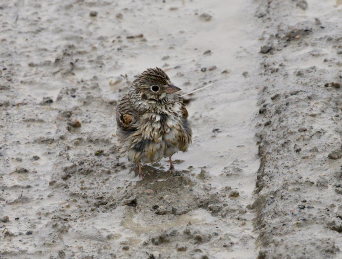 Vesper Sparrow - ML573824591