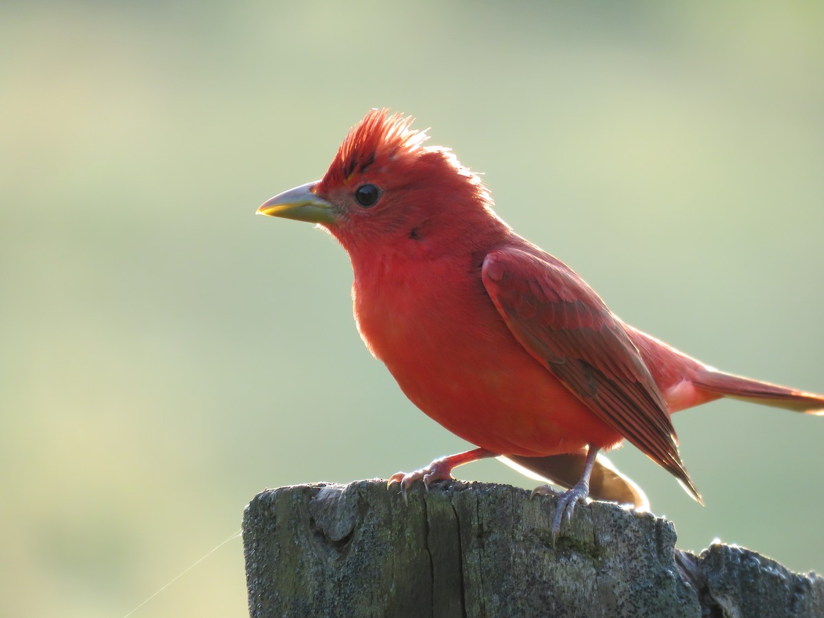 Summer Tanager - ML573824871
