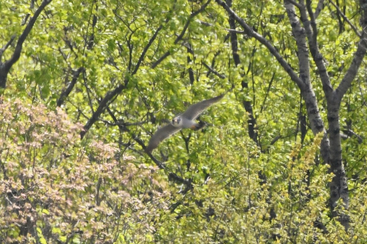 Peregrine Falcon - Greg Sanda