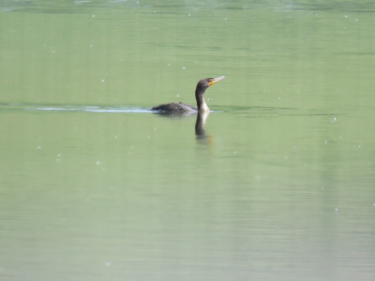 Double-crested Cormorant - ML573825601