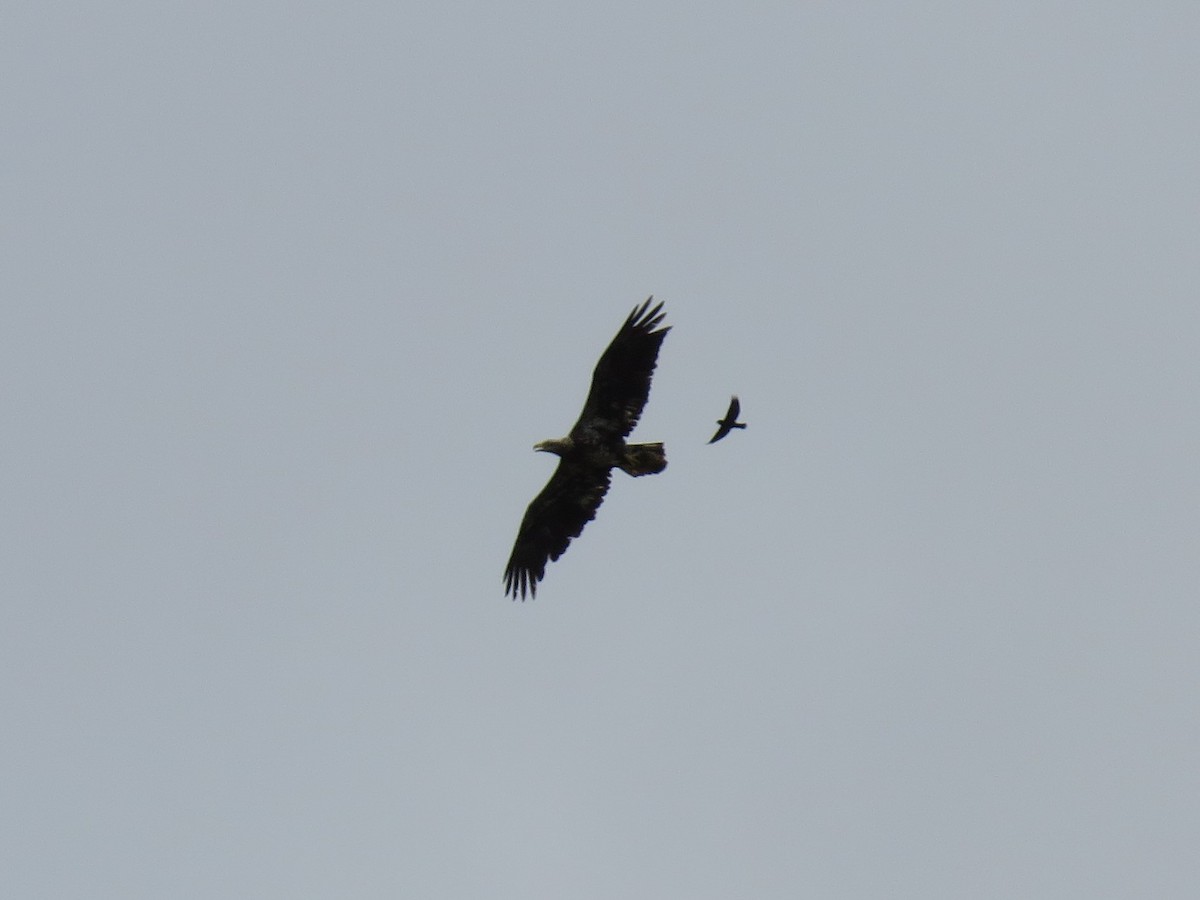 Bald Eagle - ML573825841