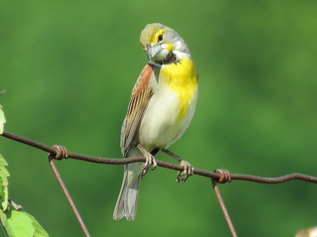 Dickcissel - ML573826271
