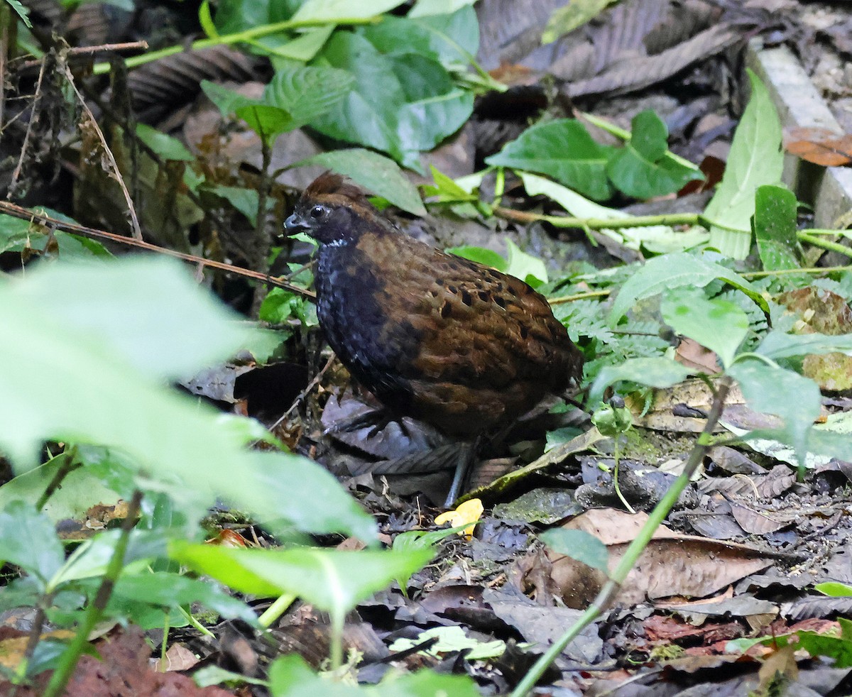 Black-breasted Wood-Quail - ML573826331