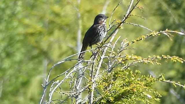 Fox Sparrow (Sooty) - ML573826741