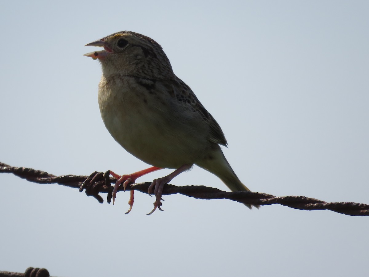 Grasshopper Sparrow - ML573826761