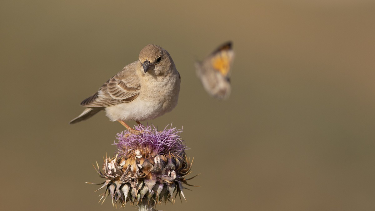 vrabec plavý - ML573826901