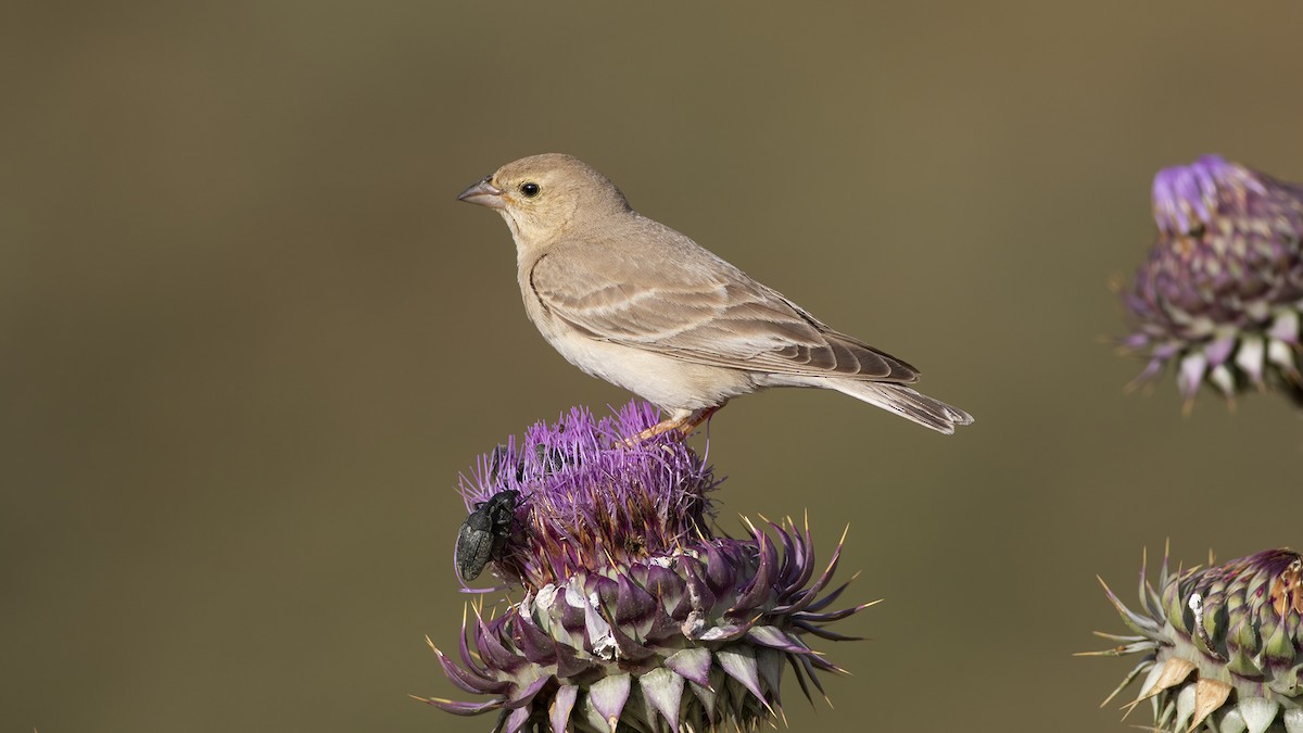 vrabec plavý - ML573826971