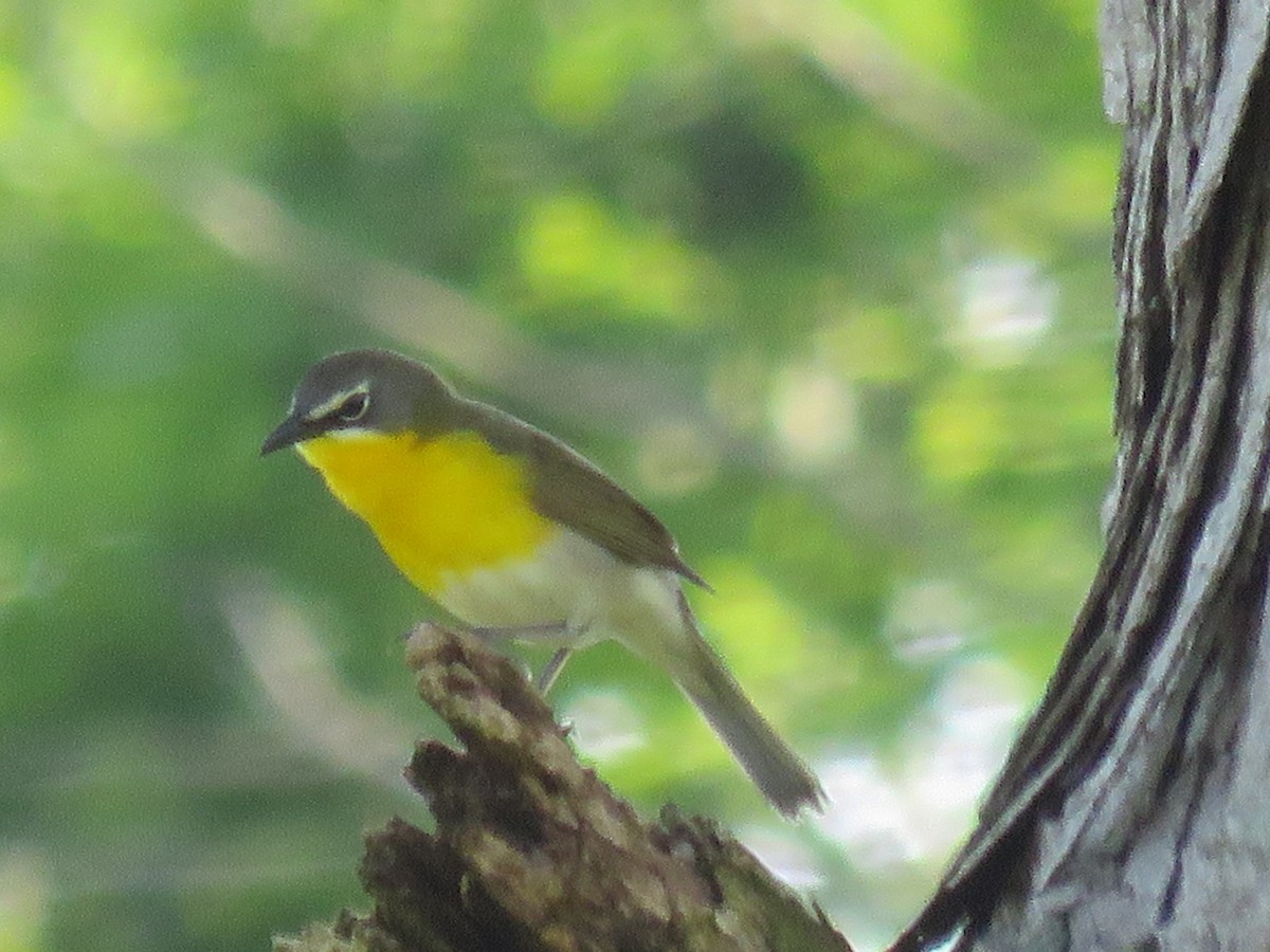 Yellow-breasted Chat - ML573827071