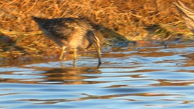 Long-billed Dowitcher - ML573827141