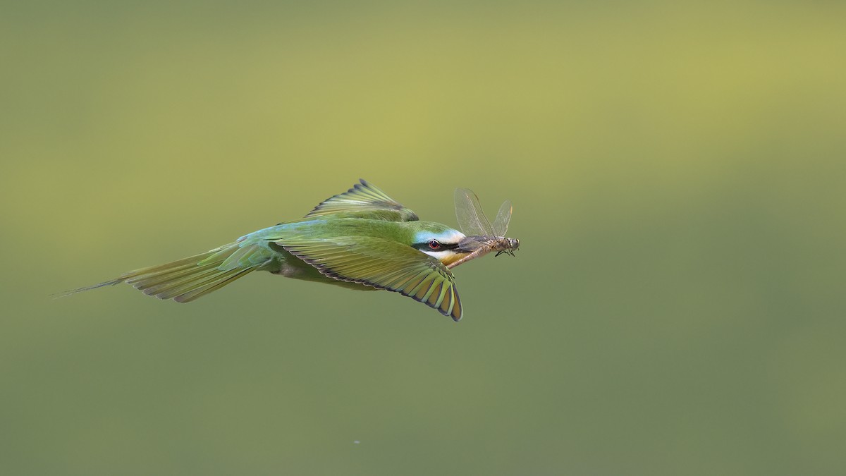 vlha modrolící - ML573827441