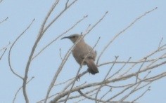 LeConte's Thrasher - ML573827691