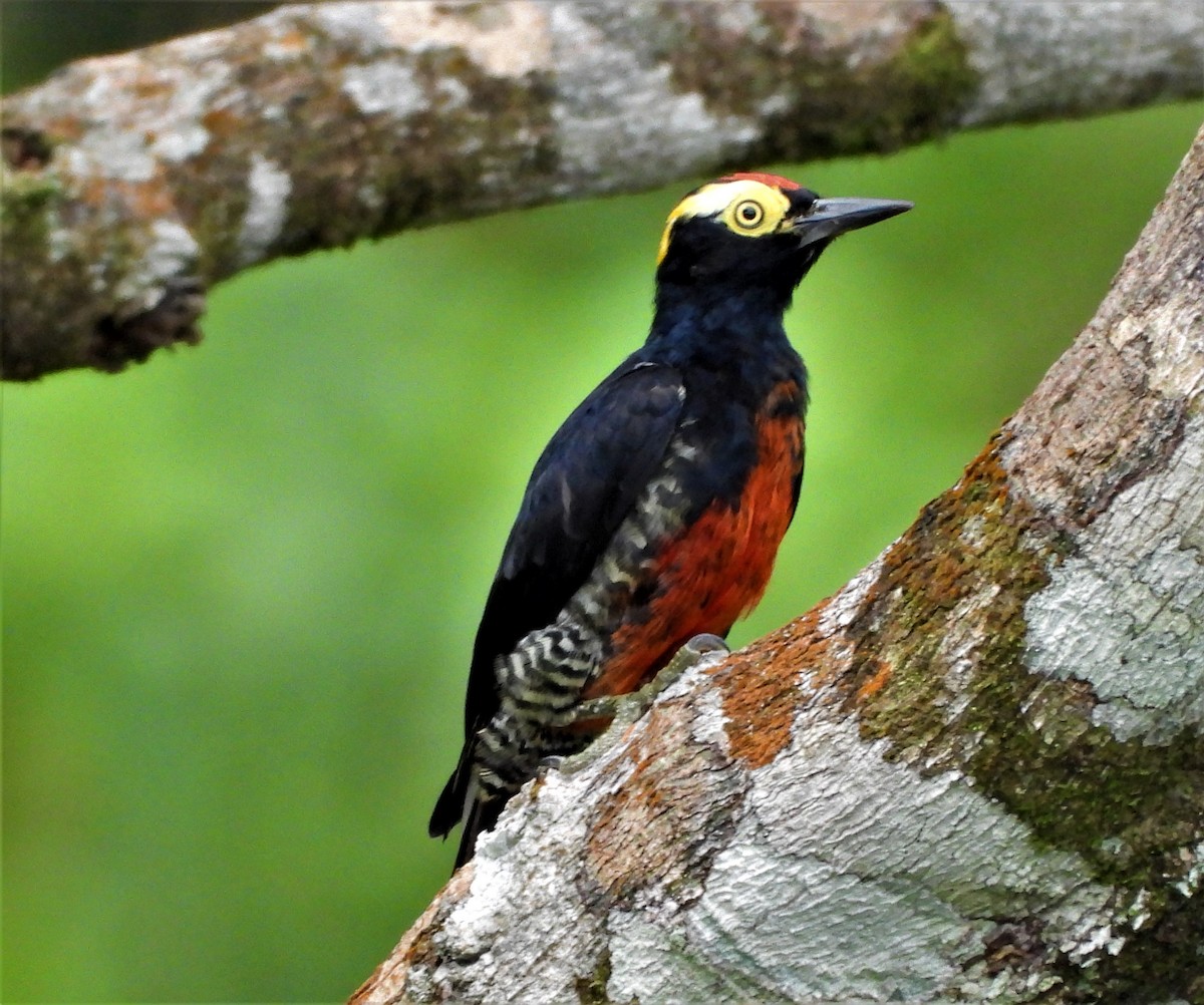 Yellow-tufted Woodpecker - ML573828361