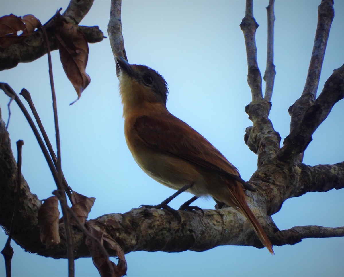 Chestnut-crowned Becard - ML573828451