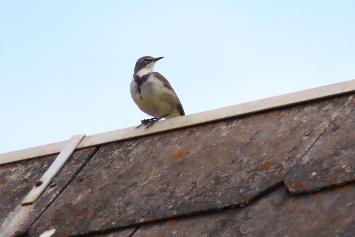 Cape Wagtail - ML573829601