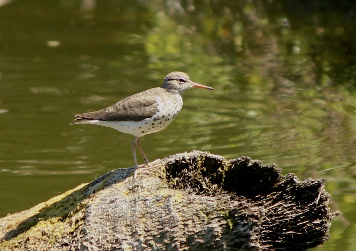 Spotted Sandpiper - Lesley Royce