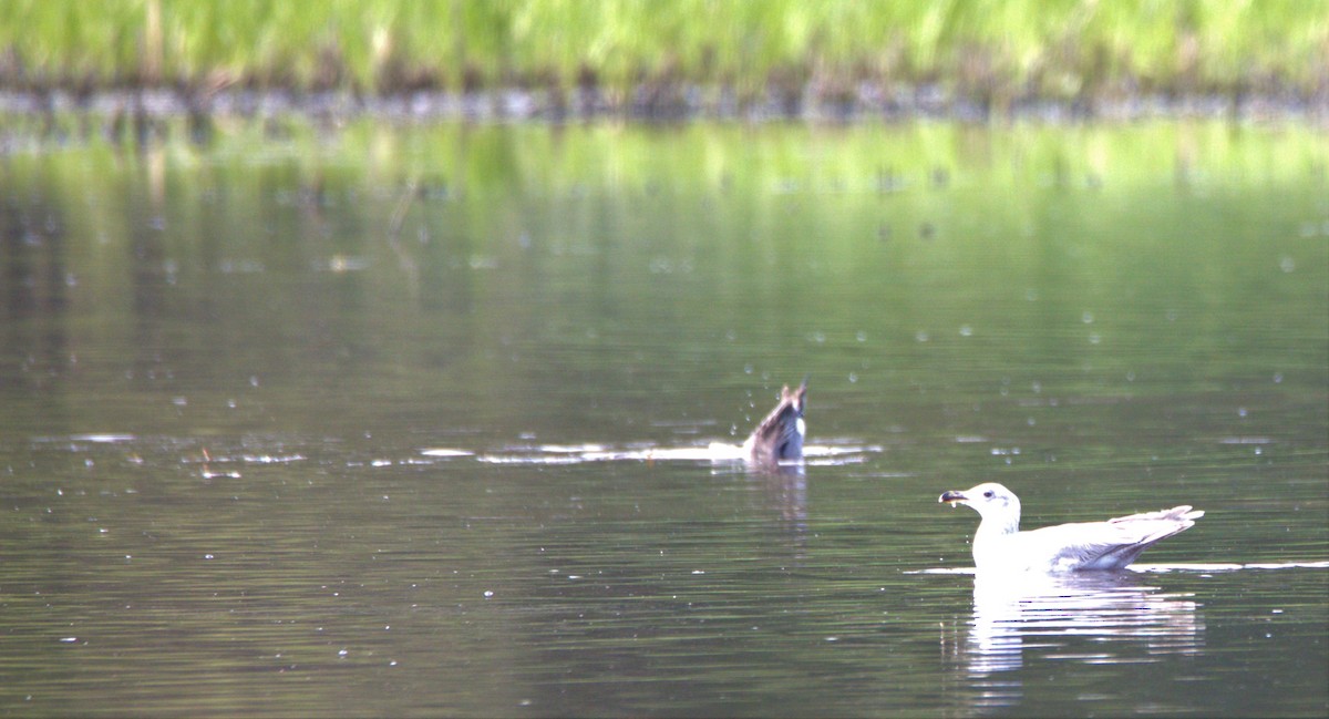 Glaucous-winged Gull - ML573831521