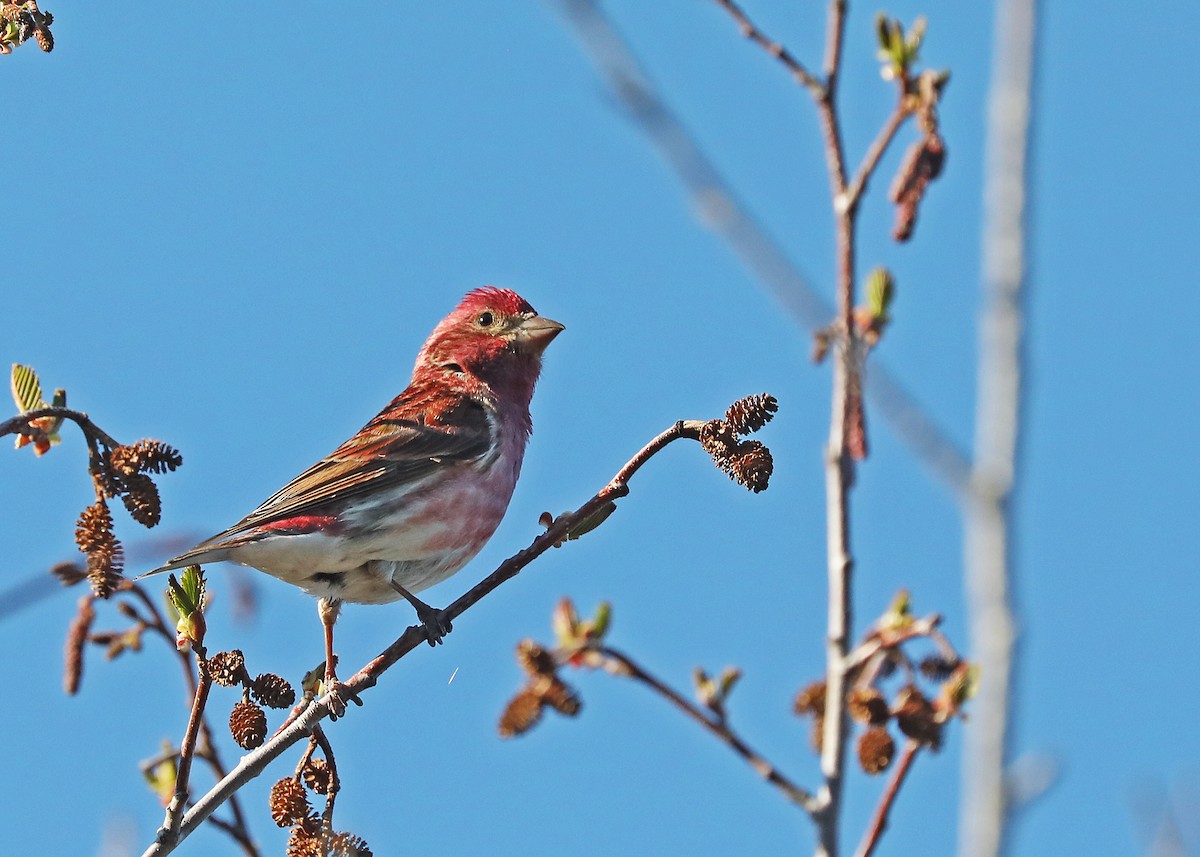 Purple Finch - ML573833071