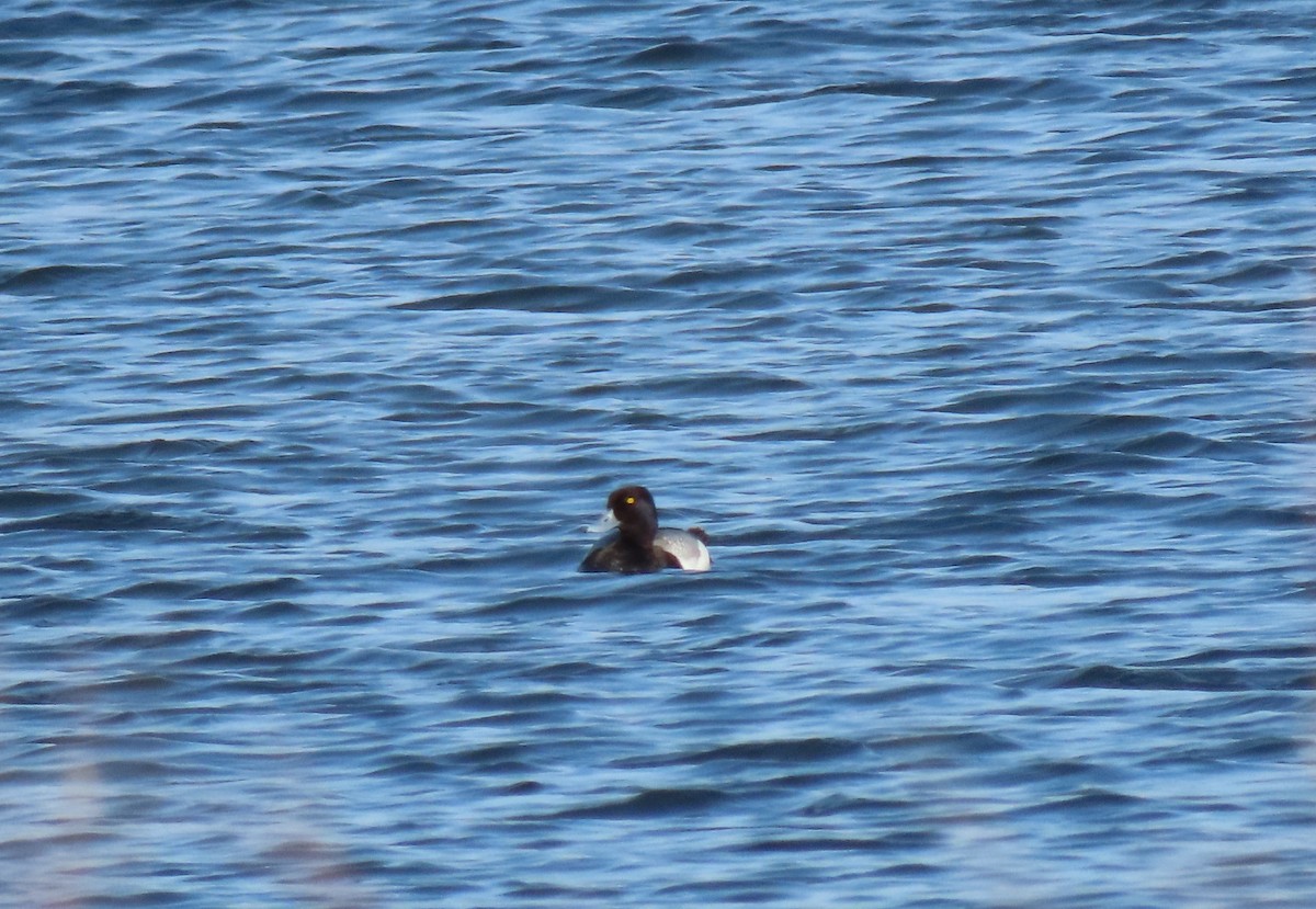 Greater Scaup - ML573833441
